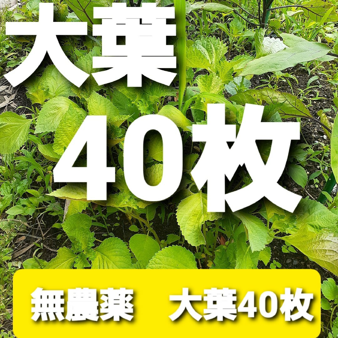 無農薬　有機栽培　大葉　青しそ　しそ　青じそ 食品/飲料/酒の食品(野菜)の商品写真