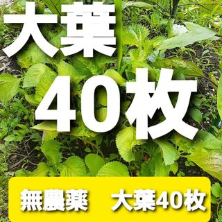 無農薬　有機栽培　大葉　青しそ　しそ　青じそ(野菜)