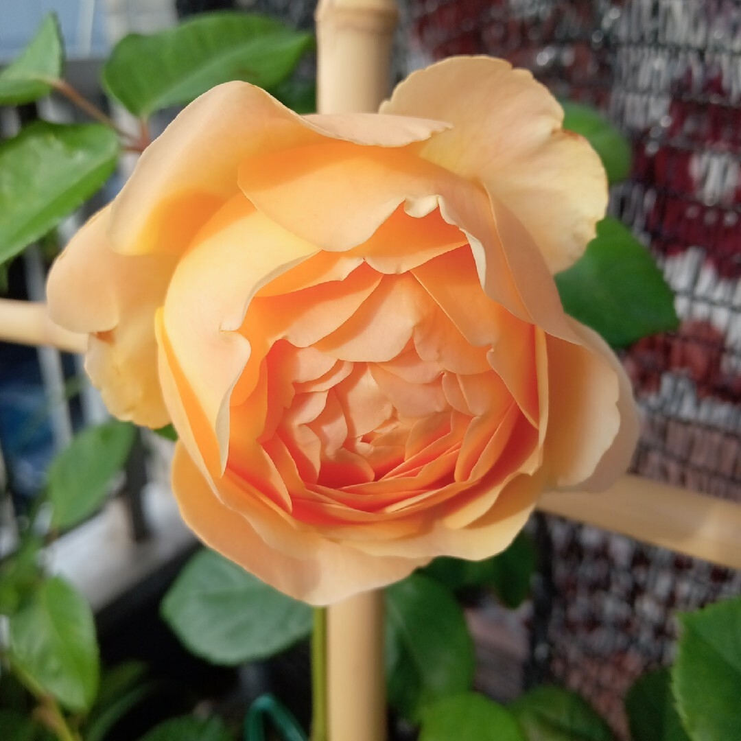 バラ苗　香りがいいバラ ハンドメイドのフラワー/ガーデン(その他)の商品写真