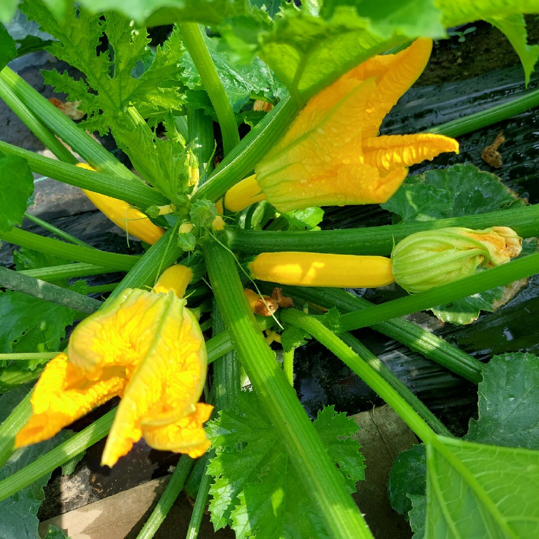 おまかせ野菜詰め合わせBOX【S】 食品/飲料/酒の食品(野菜)の商品写真