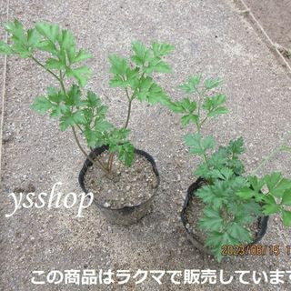 イタリアンパセリ　苗2本⑥　抜き苗　農薬不使用(野菜)