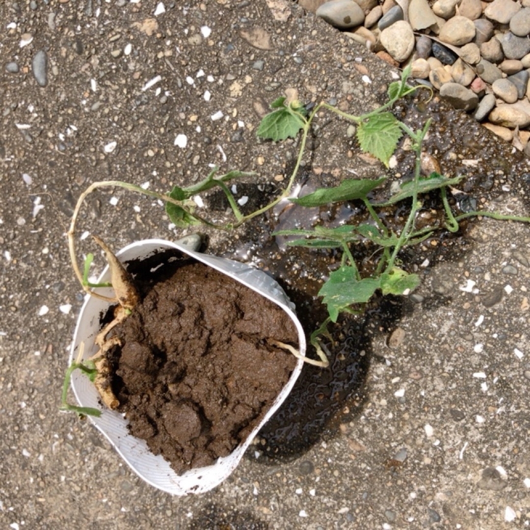 カラスウリ新芽2つ付球根とカラスウリ種10粒　烏瓜球根　根塊　植えるだけ　白い花 ハンドメイドのフラワー/ガーデン(プランター)の商品写真
