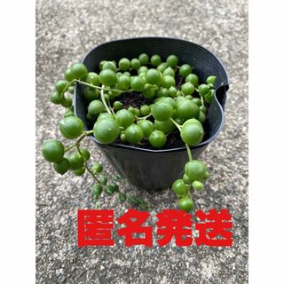 グリーンネックレス　抜き苗　多肉植物(その他)