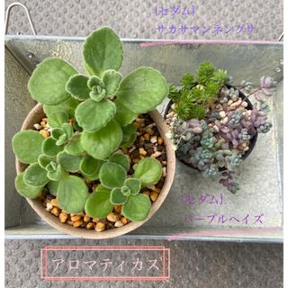 多肉植物 アロマティカス＊セダム 抜き苗(プランター)