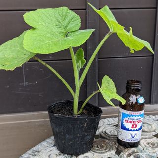 ズッキーニのようなカボチャ　野菜苗　１苗　(朝鮮カボチャ・韓国カボチャ)(野菜)