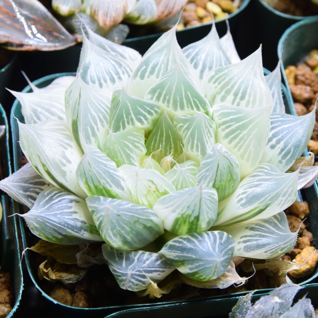 沸騰ブラドン ハオルチア 白蛇伝 親株サイズ 極上斑 植物/観葉植物