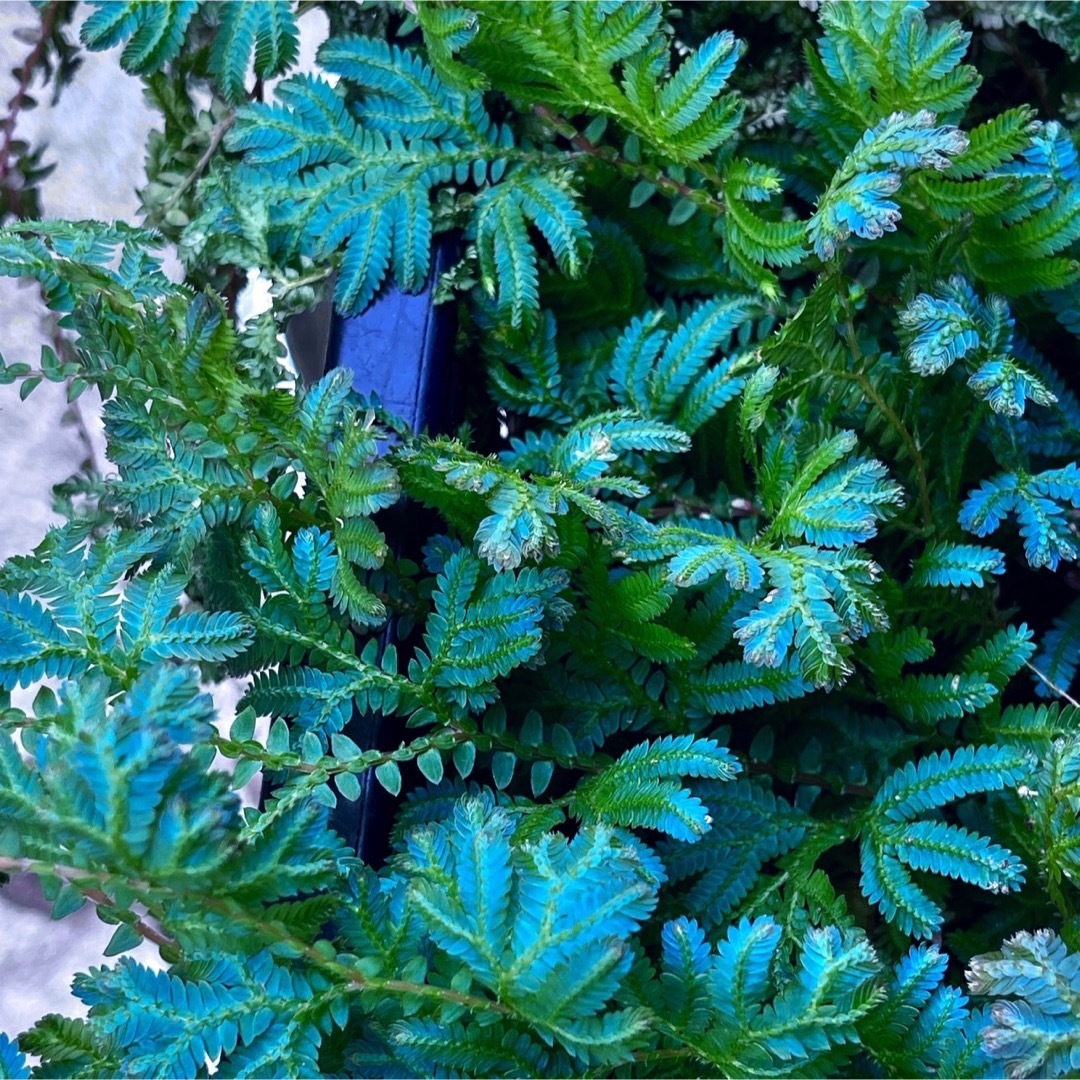 【セラギネラウンキナタ】抜き苗10本 お得セット パルダリウム 神秘の青い植物 ハンドメイドのフラワー/ガーデン(プランター)の商品写真