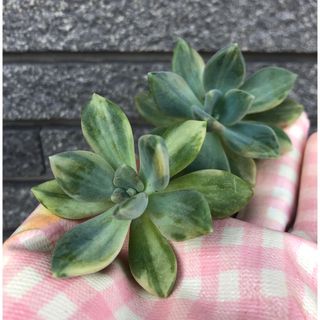 多肉植物　パキフィツム　紫麗殿錦　カット　2苗セット(その他)