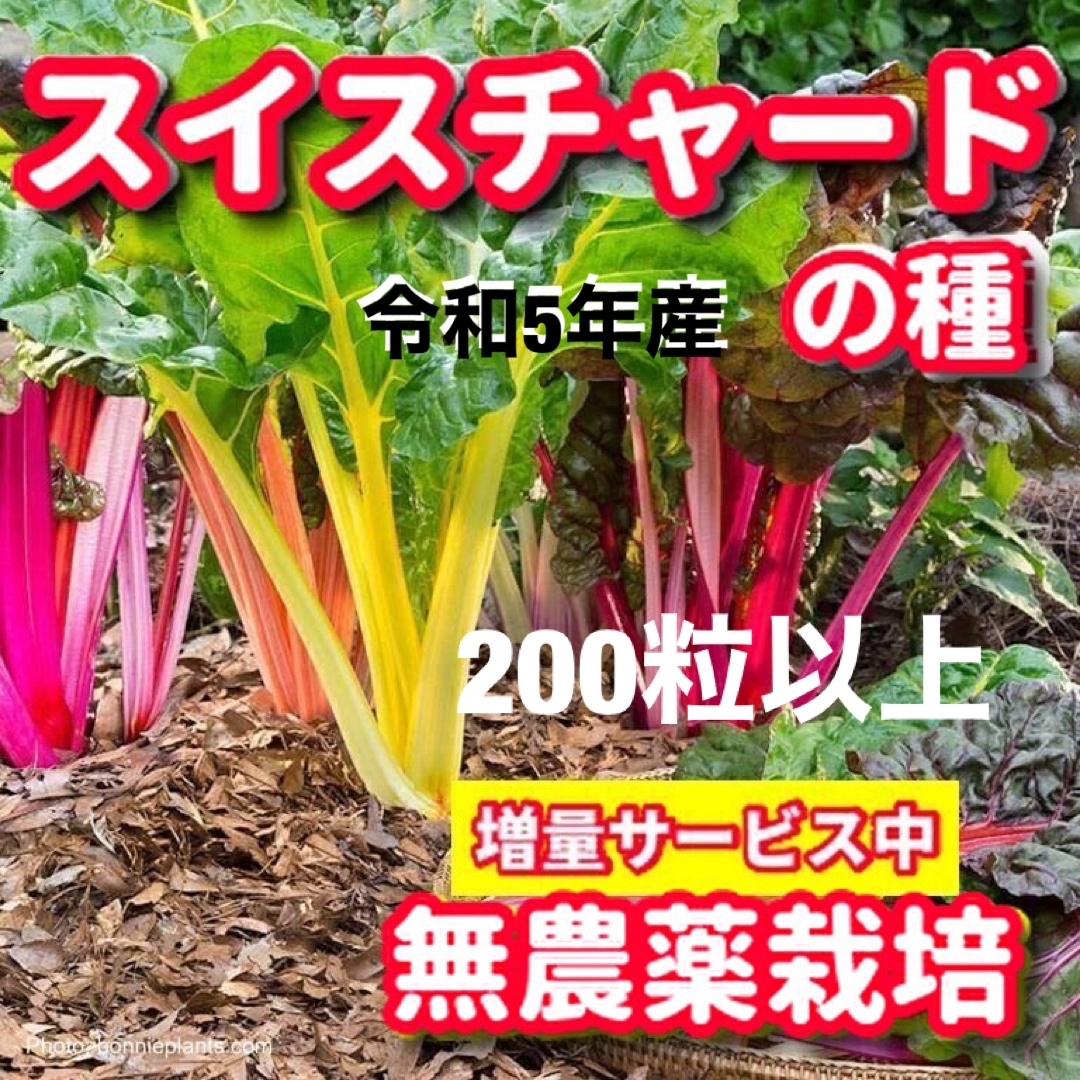 スイスチャード種【200粒以上】★令和5年産・無農薬栽培の種 食品/飲料/酒の食品(野菜)の商品写真