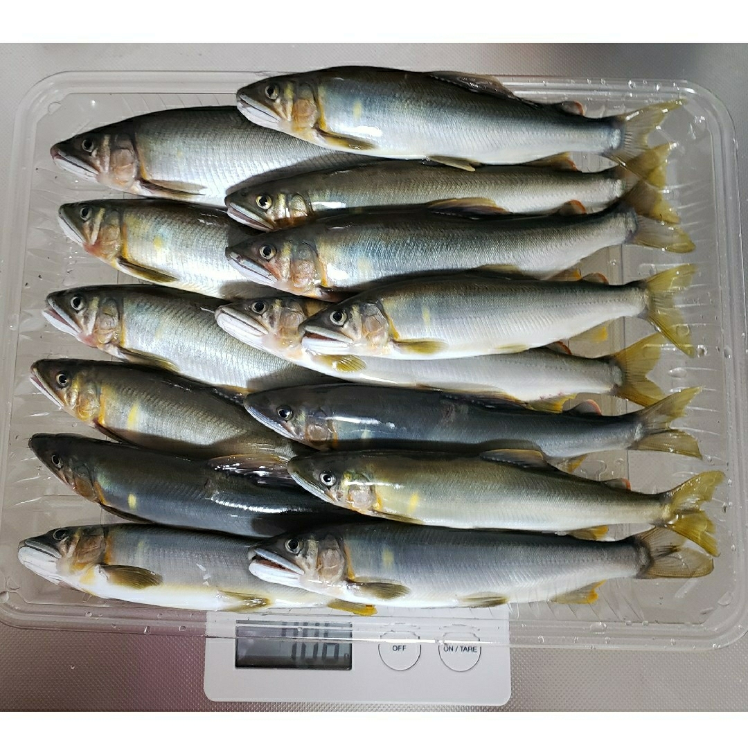 冷凍 鮎 6/18 物部川 食品/飲料/酒の食品(魚介)の商品写真