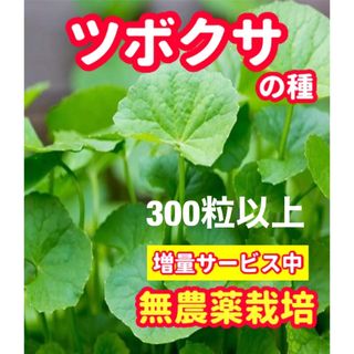 ツボクサの種【300粒以上】無農薬栽培の種・★想像を超える増量サービス中(野菜)