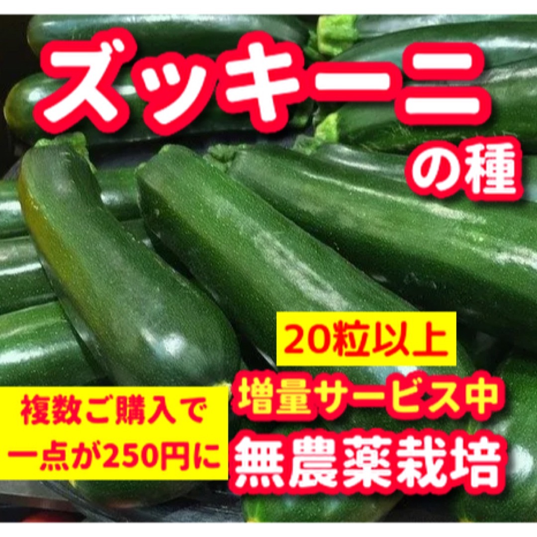 ズッキーニ種【20粒以上】★令和5年産・無農薬栽培の種 食品/飲料/酒の食品(野菜)の商品写真