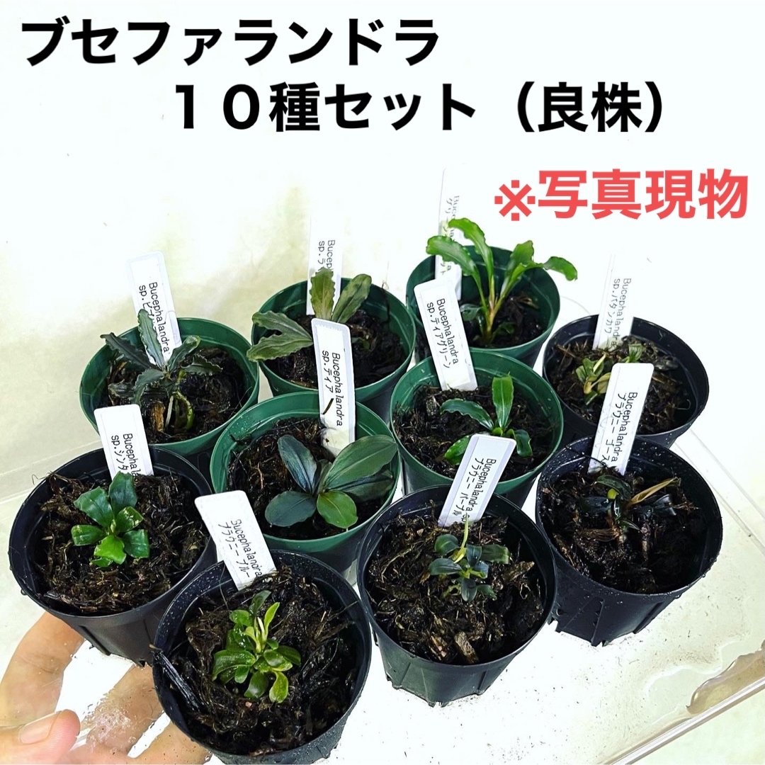 ◆ブセファランドラSP.10種セット（良株） #ブセさかな屋 水草　クダカン