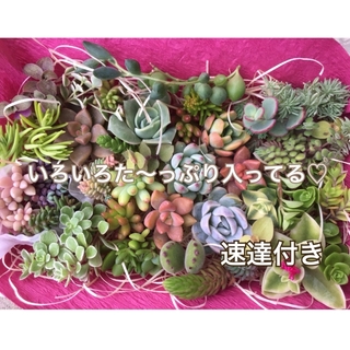 オリジナルザラゴーサ♡多肉植物(カット苗) カラフルなセット♪ このままお届け(その他)