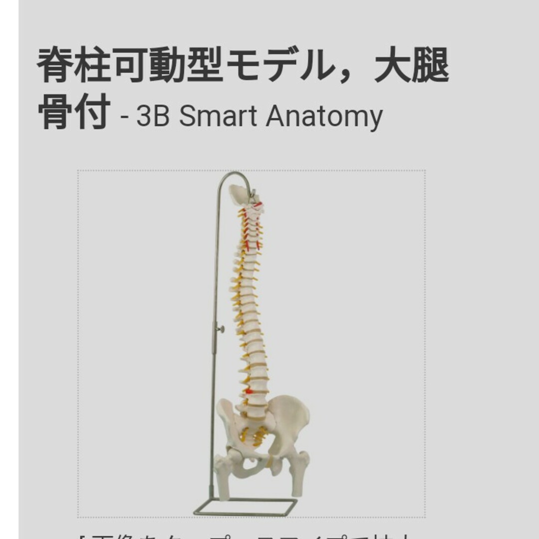 未使用 脊柱模型 卓上サイズ スマート脊柱模型 医学模型 解剖学模型 疾患説明用模型