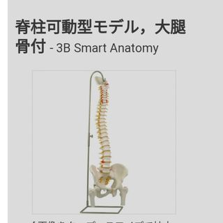 人体脊柱模型    ドイツ３B Scientific(その他)