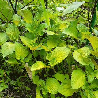 農薬不使用　大葉　　しそ　青しそ　青じそ(野菜)