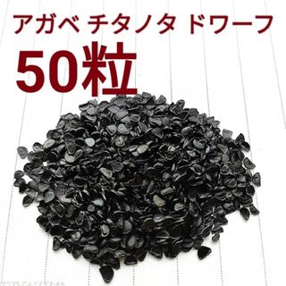 アガベ　チタノタドワーフの種子　50粒(その他)