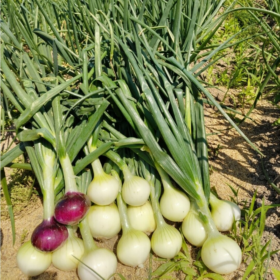 新玉ねぎ・20㌔紐付き❣️無農薬 食品/飲料/酒の食品(野菜)の商品写真