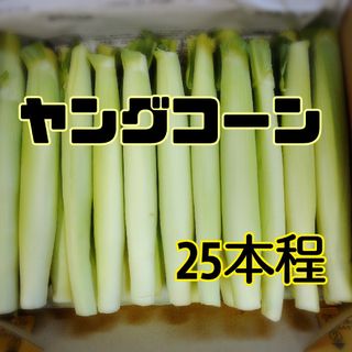 ヤングコーン(野菜)