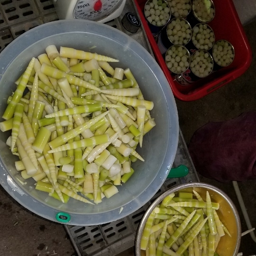 令和5年産 北東北タケノコ缶詰め10缶 | agro-vet.hr