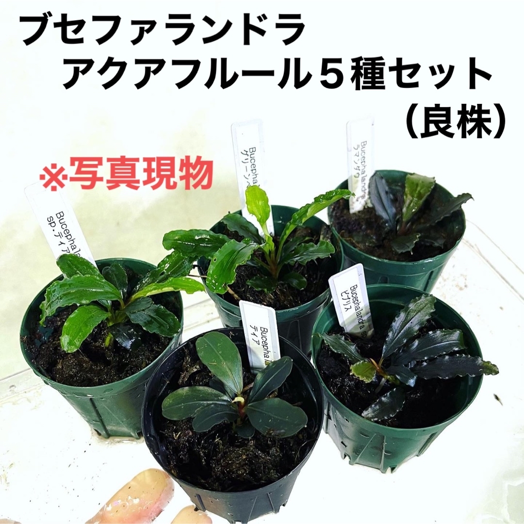 ◇ブセファランドラSP.5種セット(AL社) #ブセさかな屋 水草