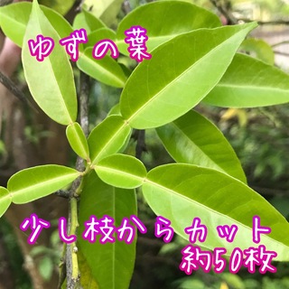 ゆずの木  切り枝 ゆずの葉 約50枚  柑橘系 アゲハ蝶  餌 柚子(虫類)