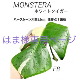 E8【完璧✨️ハーフムーン茎‼️】斑入りモンステラ ホワイトタイガー(その他)