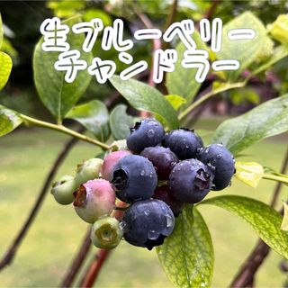 生ブルーベリー【350g】(フルーツ)