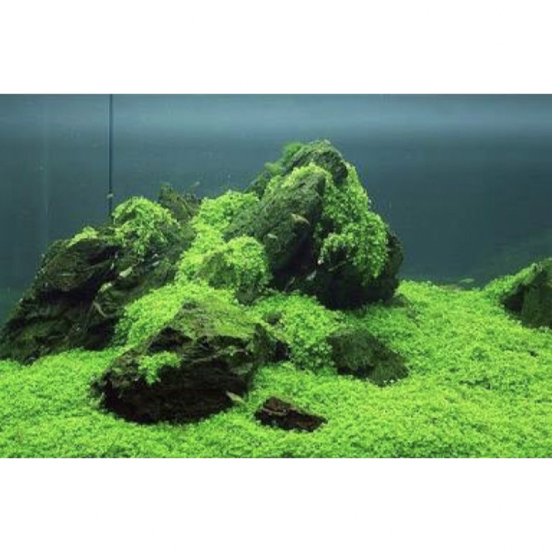 永遠の定番モデル 種から育てる水草 水草の種5g 種から育てる水草 水草の種5g