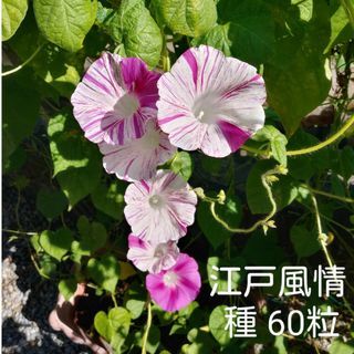 朝顔　江戸風情の種　60粒(プランター)