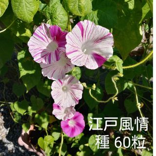 朝顔　江戸風情の種　60粒(プランター)