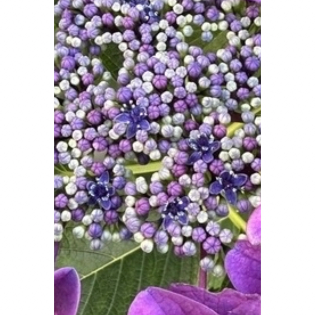 額 紫陽花　ガク アジサイ挿し木用　赤紫色5本 おまけ付④ ハンドメイドのフラワー/ガーデン(その他)の商品写真