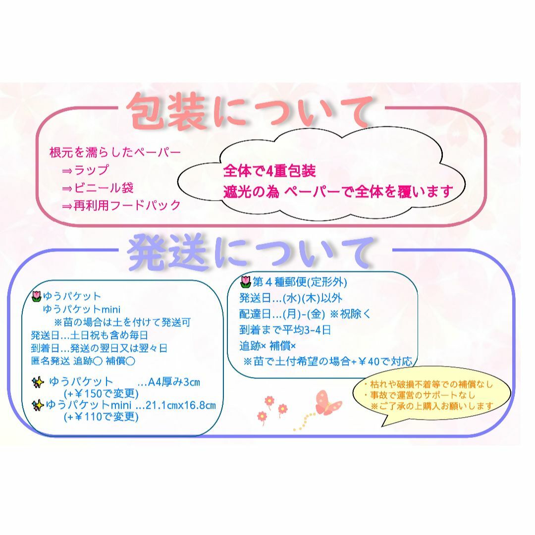 🌷もふもふ手触り☘️モクビャッコウ挿し木x7本①☘️絶滅危惧種 シルバーリーフ ハンドメイドのフラワー/ガーデン(プランター)の商品写真