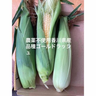 農薬不使用とうもろこし香川県産3本(野菜)