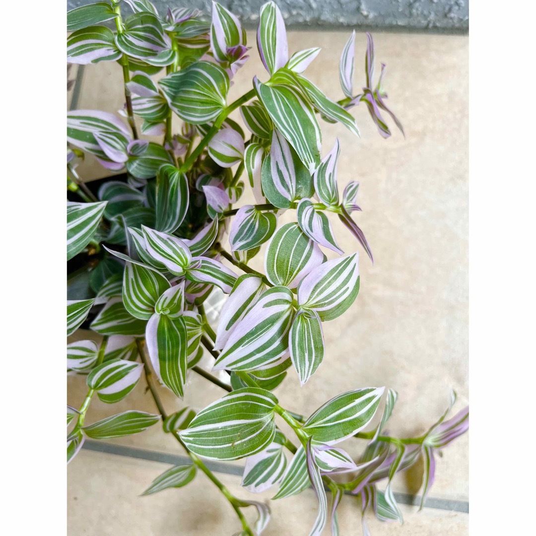 観葉植物　トラディスカンティア　ラベンダー　苗 ハンドメイドのフラワー/ガーデン(プランター)の商品写真
