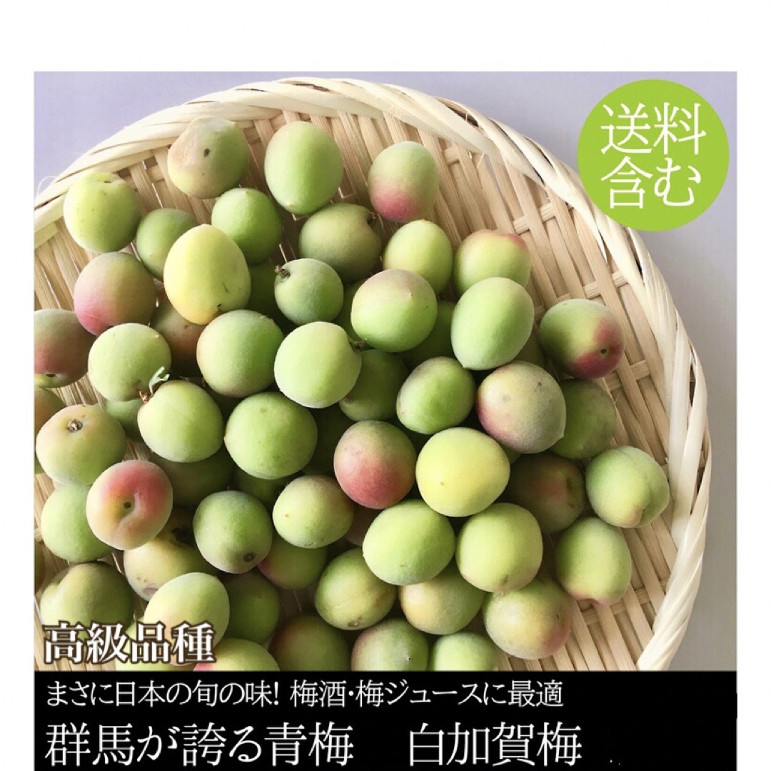 交換無料！ 梅 山形県産 白加賀 1kg～ i9tmg.com.br