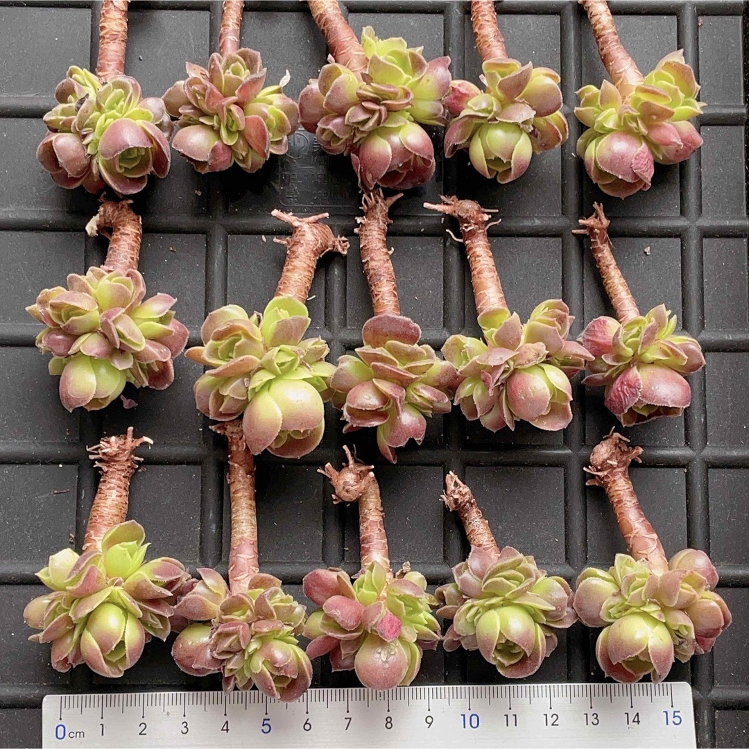 レッドローズ　アエオニウム　多肉植物 ハンドメイドのフラワー/ガーデン(その他)の商品写真