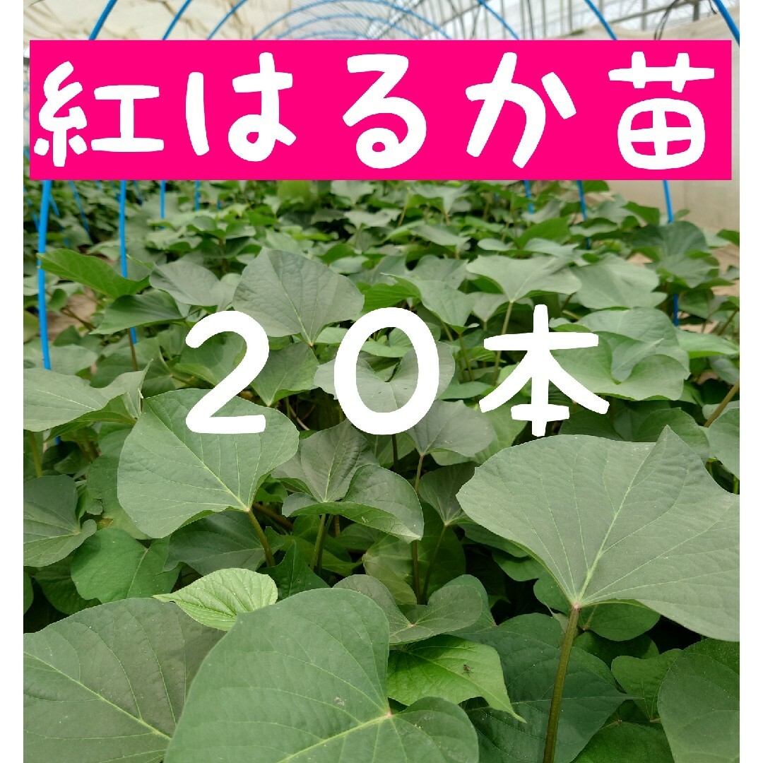 さつまいも苗【紅はるか２０本】【ウイルスフリー切り苗】 食品/飲料/酒の食品(野菜)の商品写真