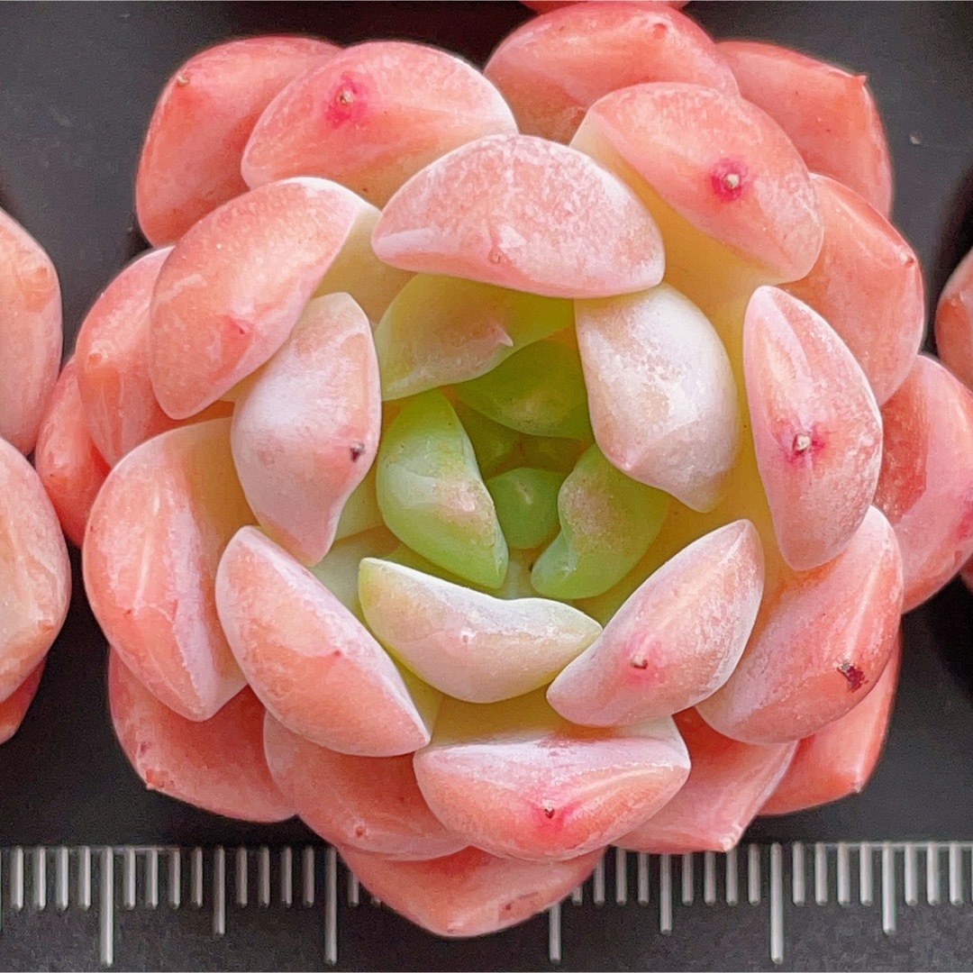 苺シェイク 人気 多肉植物の通販 by momo's shop|ラクマ