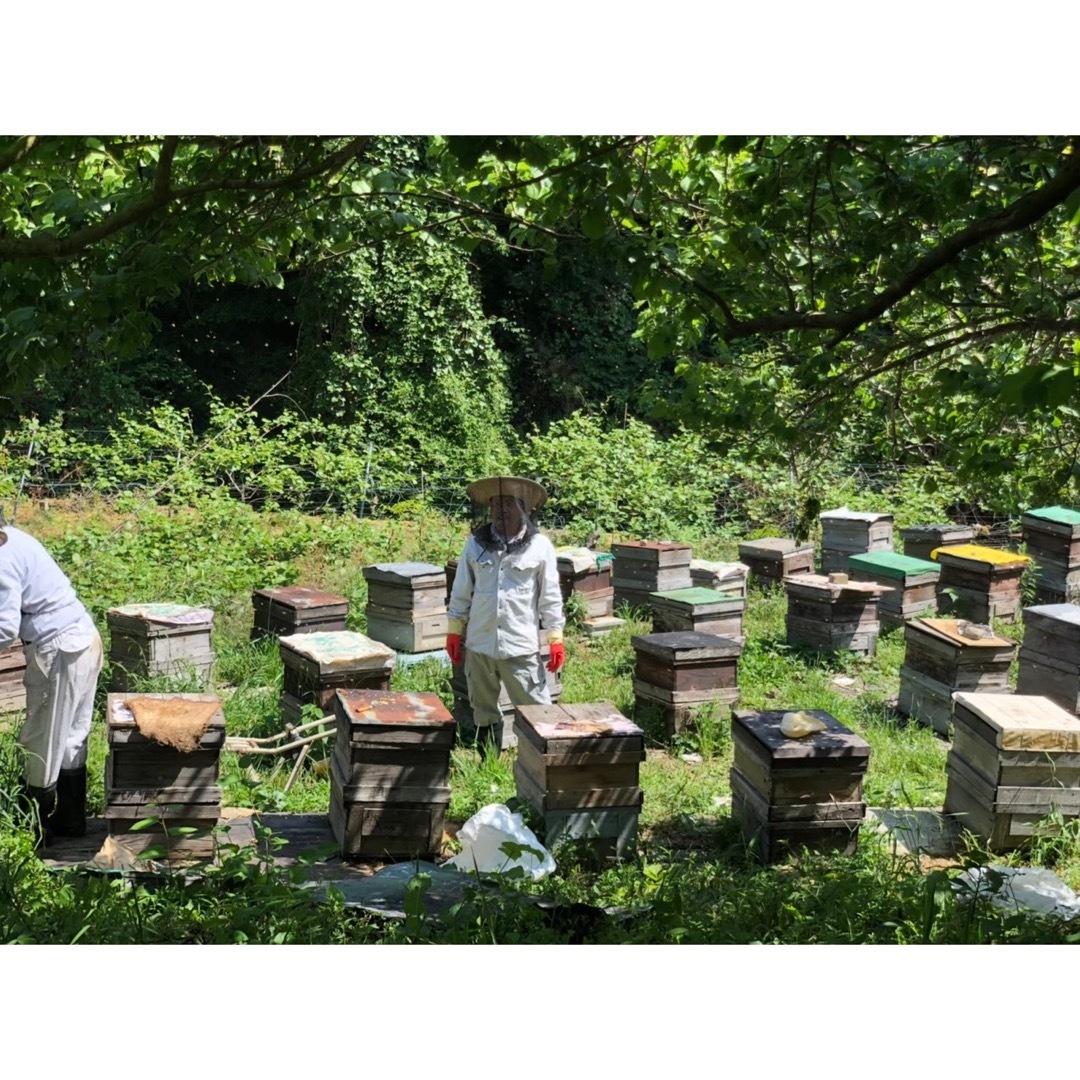 令和5年産  愛媛　砥部産　純粋　百花蜜　はちみつ　2.4キロ