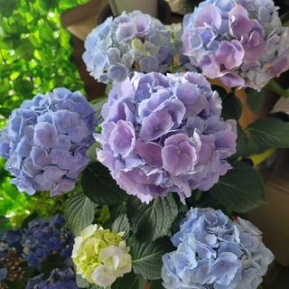 ❇️ 匿名ネコポス／保水キャップ ❇️　品種不明　紫陽花　挿し穂　２節✕２本(その他)