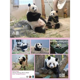 上野動物園 シャンシャン両面ポスター 2018年(484日齢)(キャラクターグッズ)