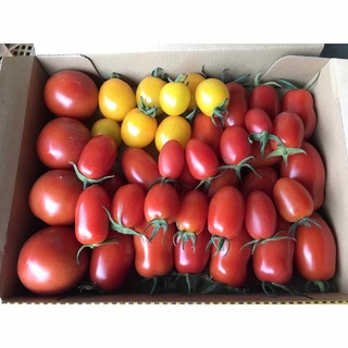 トマト1.2kg箱込　アイコ　フルティカ　無農薬　徳島産(野菜)