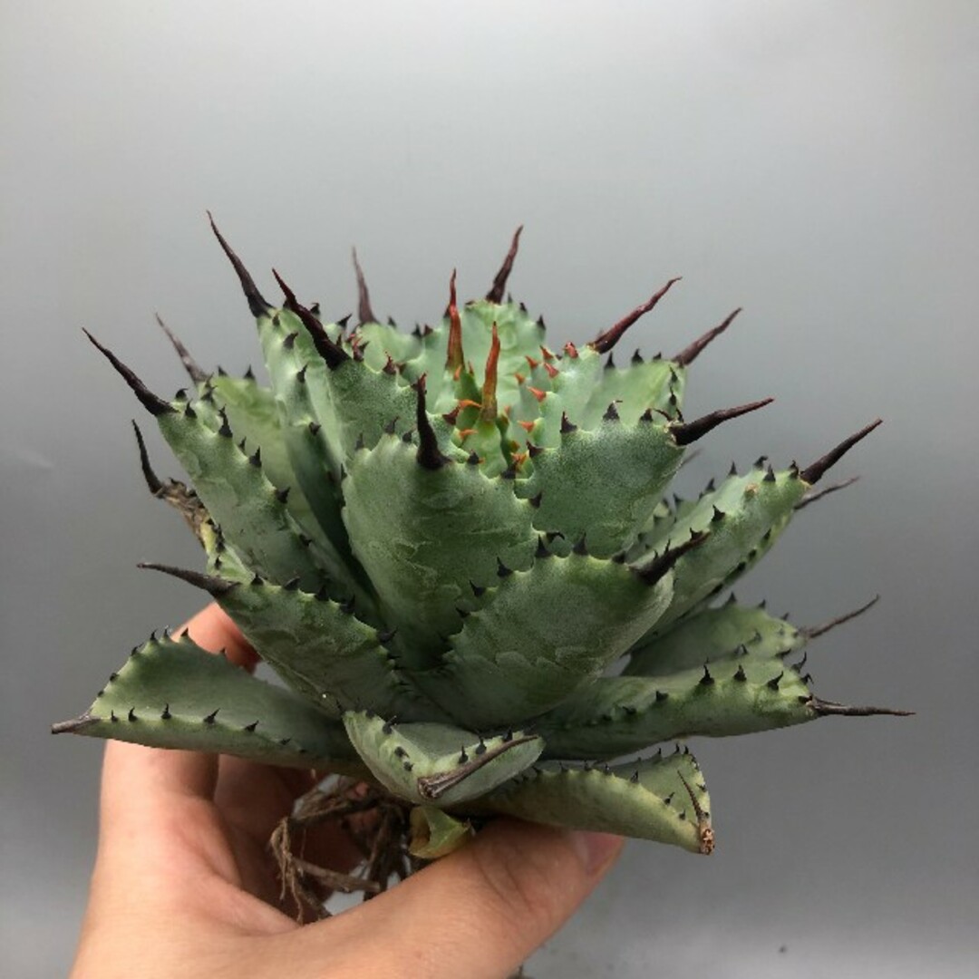 アガベ 多肉植物 曲刺八雷 狂刺優良株 短葉 厚葉 極上美株-silversky