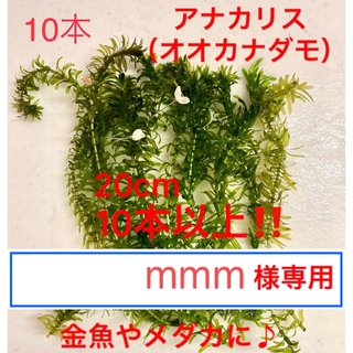 【mmm様専用】無農薬　アナカリス　オオカナダモ　水草　アクアリウム　(アクアリウム)
