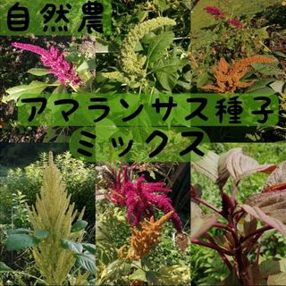 【自然農】アマランサスの種ミックス　✿彩り✿雑穀　こぼれ種でも開花　そだてやすい(その他)