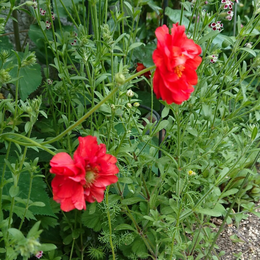 花種　ゲウム（紅花ダイコンソウ） ハンドメイドのフラワー/ガーデン(プランター)の商品写真