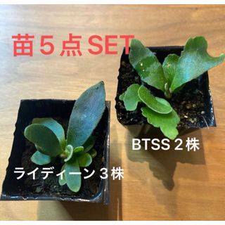 ビカクシダ 苗5点set ライディーン3株 BTSS2株の通販 by 松竹梅|ラクマ D BTSS spore ビカクシダ 5株セット 胞子培養 コウモリラン