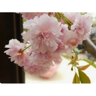 美しい樹形！シンボルツリー！仙台垂れ桜！とても癒やされます！安心のポット苗です！(その他)